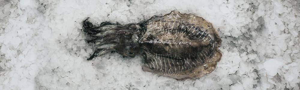 Fresh-UK-cuttlefish-export-europe