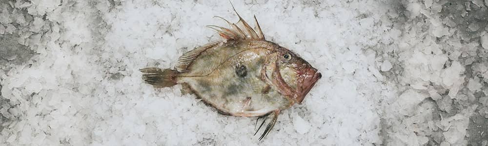 John-Dory-Freshly-Caught-Fish-Market