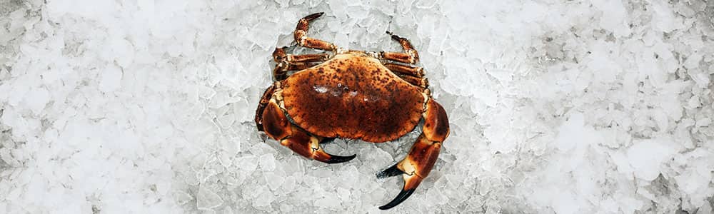 Brown-crab-freshly-caught-local-fish