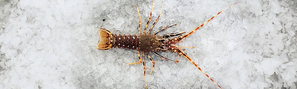 Crayfish-on-ice-freshly-caught-kept