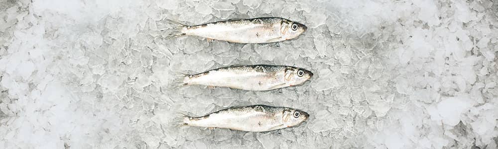 Herring-fish-images-sustainably-caught-fish