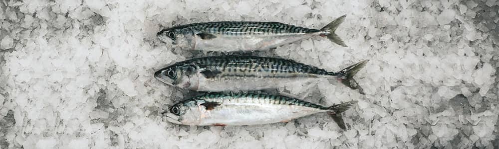 Mackerel-fish-locally-caught-sustainable-devon