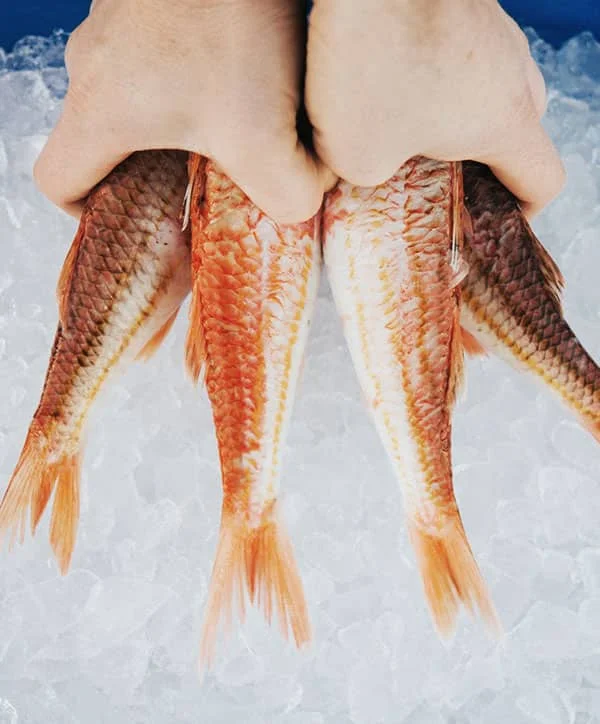 grabbing-fresh-fish-from-ice-brixham
