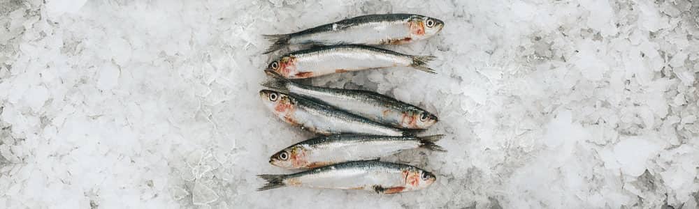 Sardines-sustainable-fishing-methods