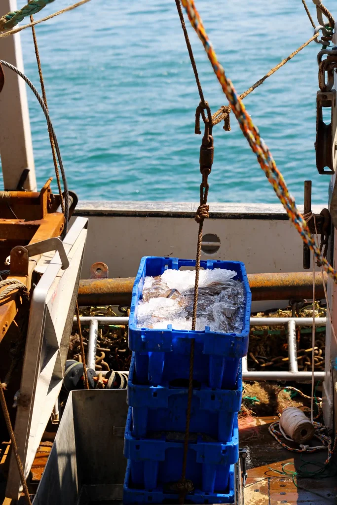 Fresh-Dover-Sole-Landing-In-Brixham