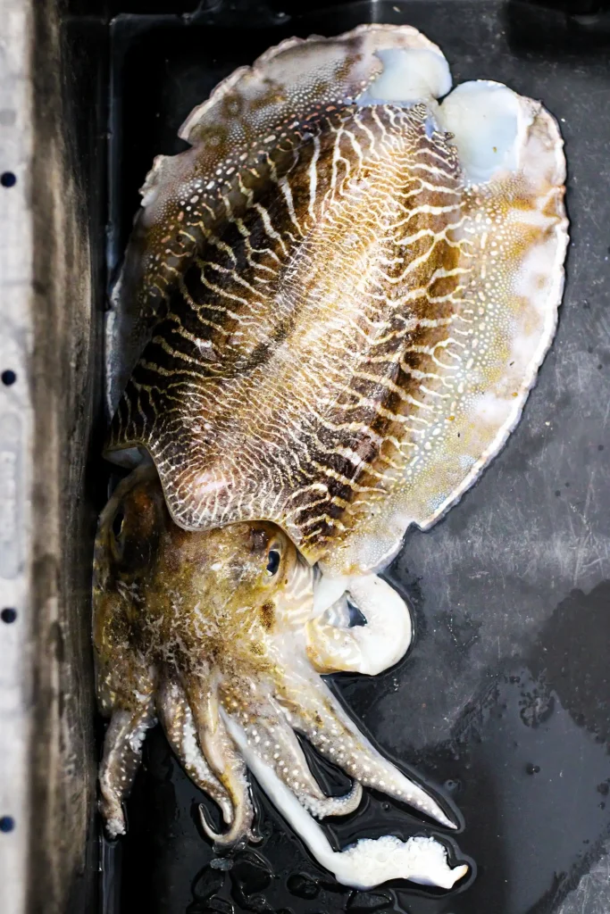 Fresh-Quality-Cuttlefish
