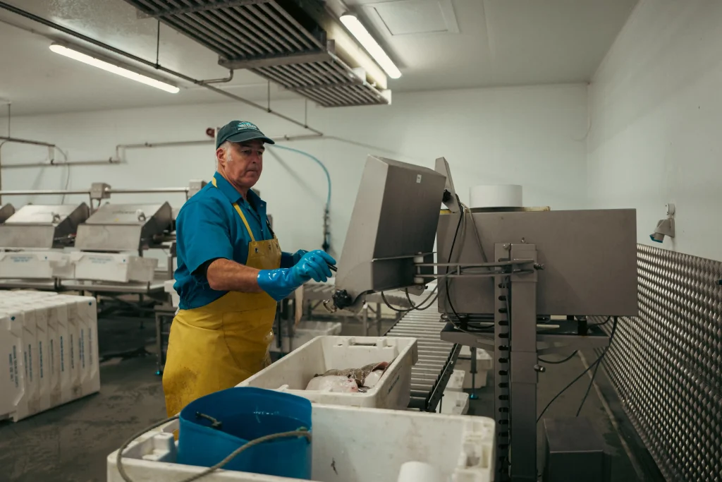 Sorting-Grading-Fish-Brixham-Fish-Market