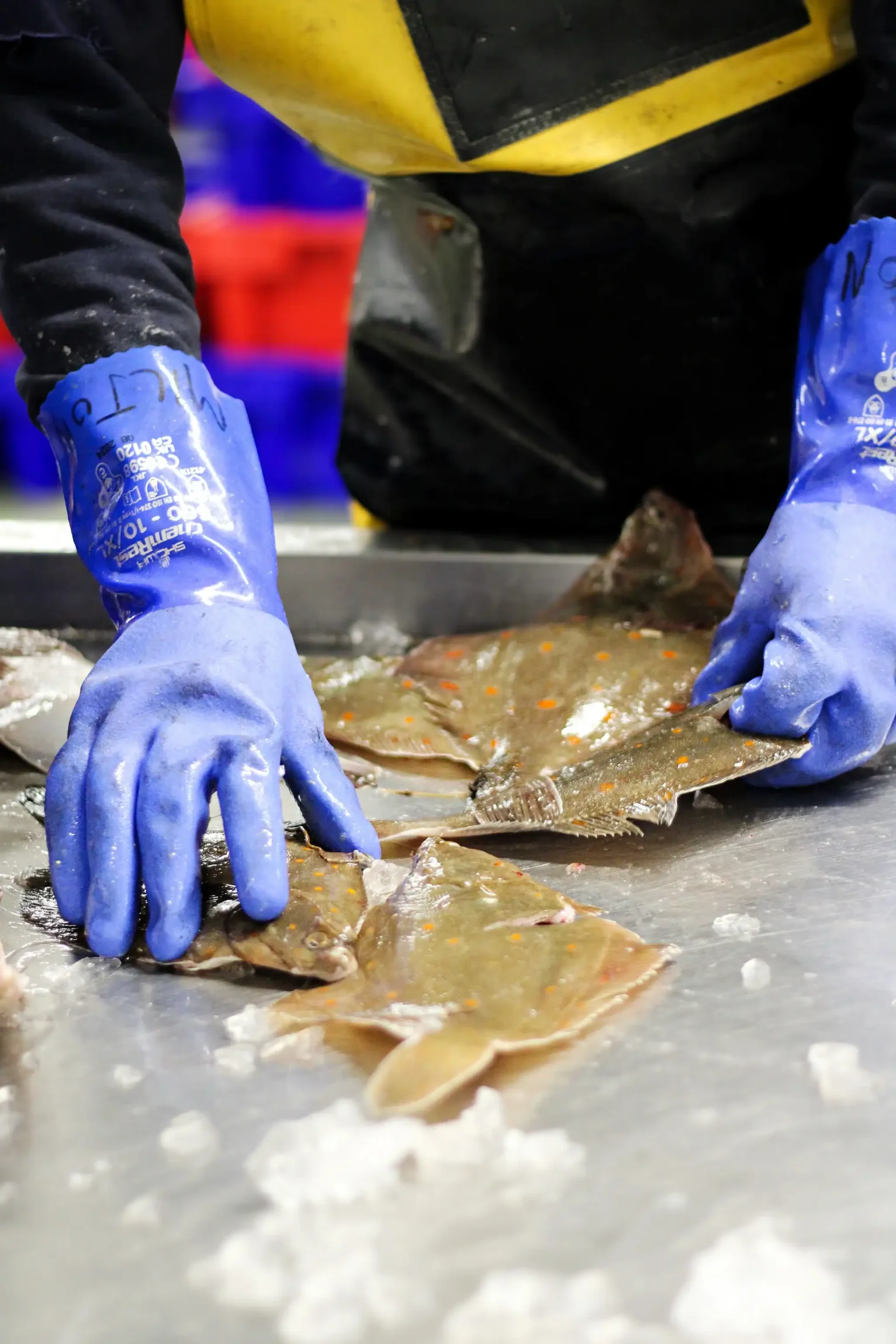 Fresh-Plaice-Quality-Checks