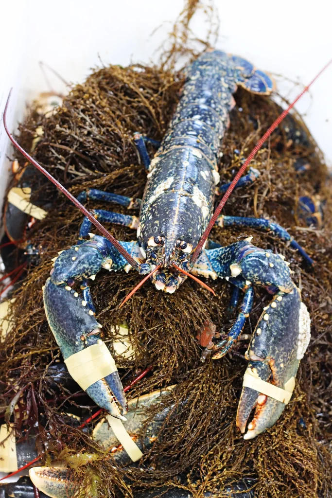 Native-Lobster