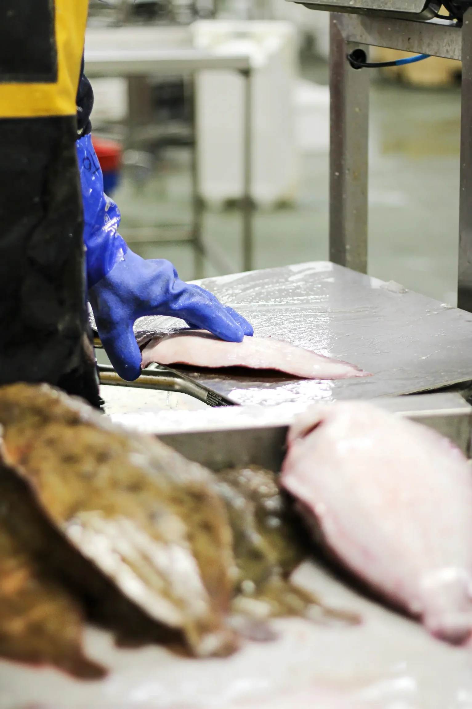 Quality-Dover-Sole-Grading