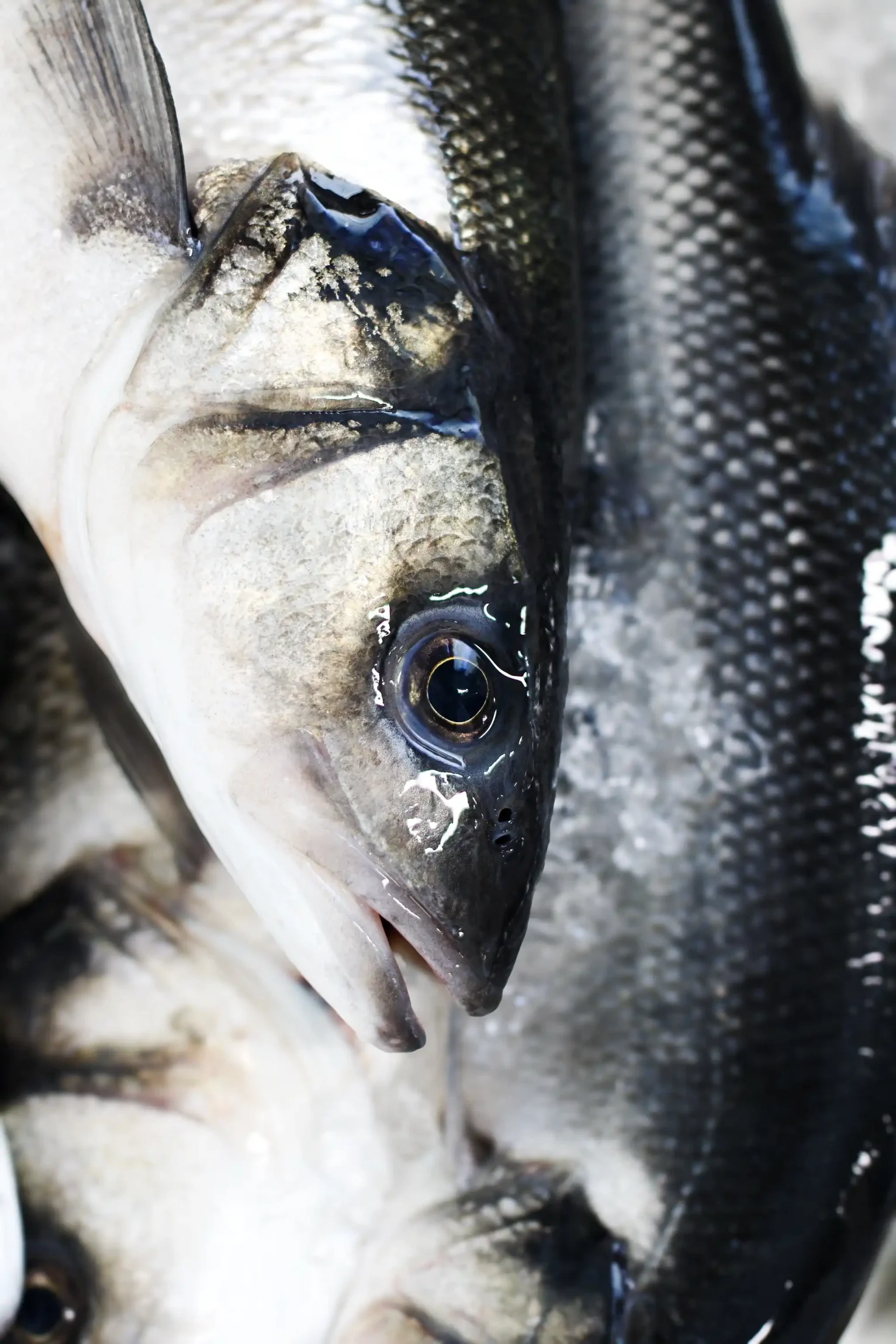fresh-wild-bass-glossy-eyes
