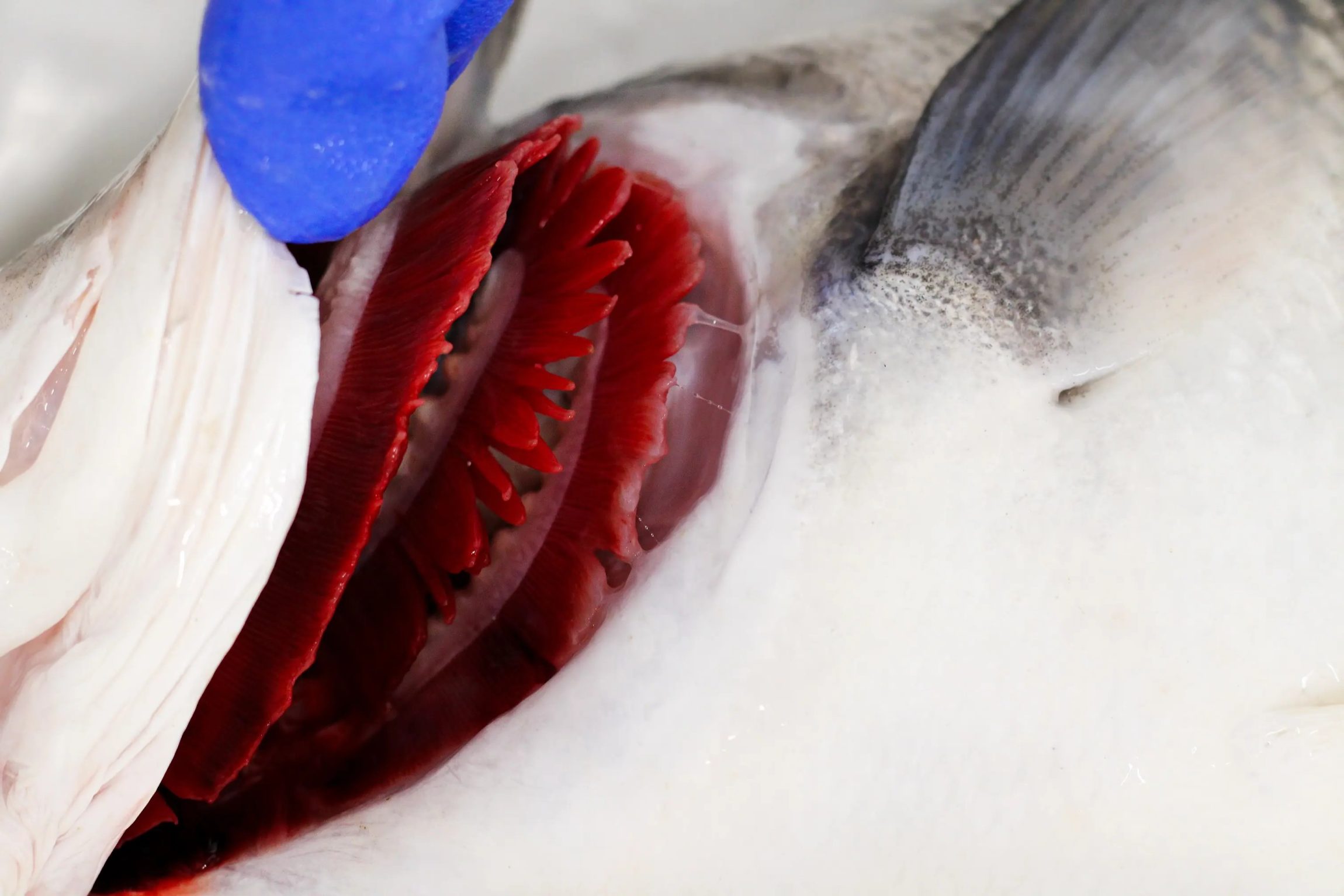 high-quality-red-gills-sea-bass